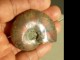 Idées de cadeaux : Rare Ammonite fossile à reflets rouges image 0