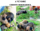 CHIOTS BOER BOEL A VENDRE