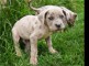 Chiots dogue allemand  image 0