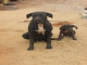 Chiots a vendre image 2