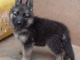 CHIOTS BERGER ALLEMAND A VENDRE image 2