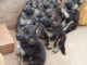 CHIOTS BERGER ALLEMAND A VENDRE image 3