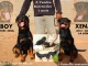 Chiots Rottweiler disponibles image 0