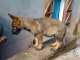 2 BEAUX CHIOTS BERGER ALLEMAND 100% TRAVAIL  image 0