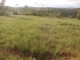 A VENDRE URGENT TERRAIN 884m2 et 3ha AMBOHIMANGAKELY image 3