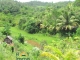 Grand TERRAIN Agricole Et Constructible Tanandava Toamasina